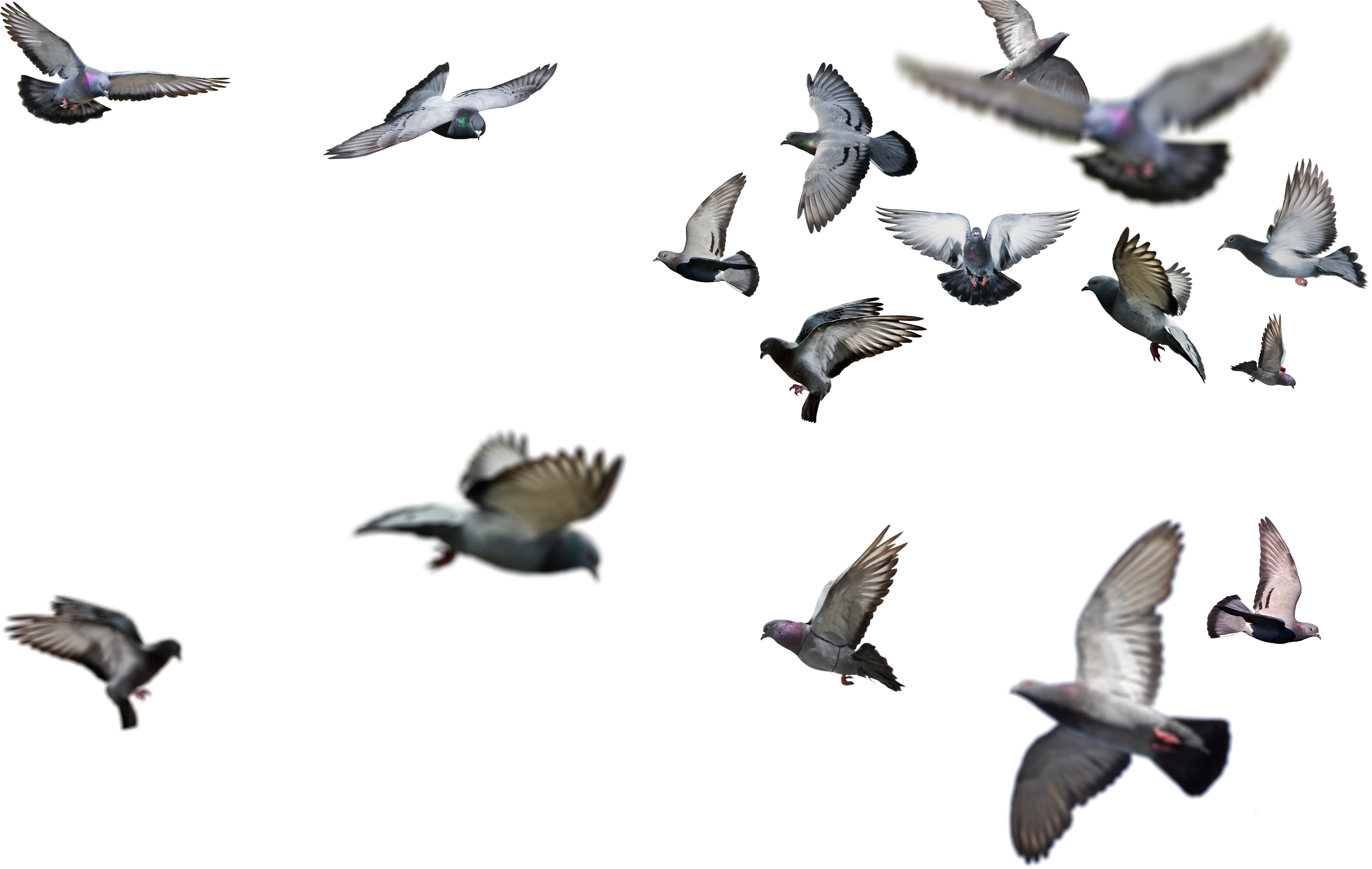 Flying Bird Png - Birds Flying Png (4000x4000), Png Download