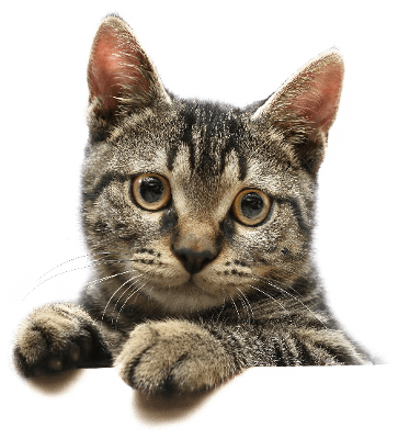 Cute Cat Looking - Cat Face Png (363x400), Png Download