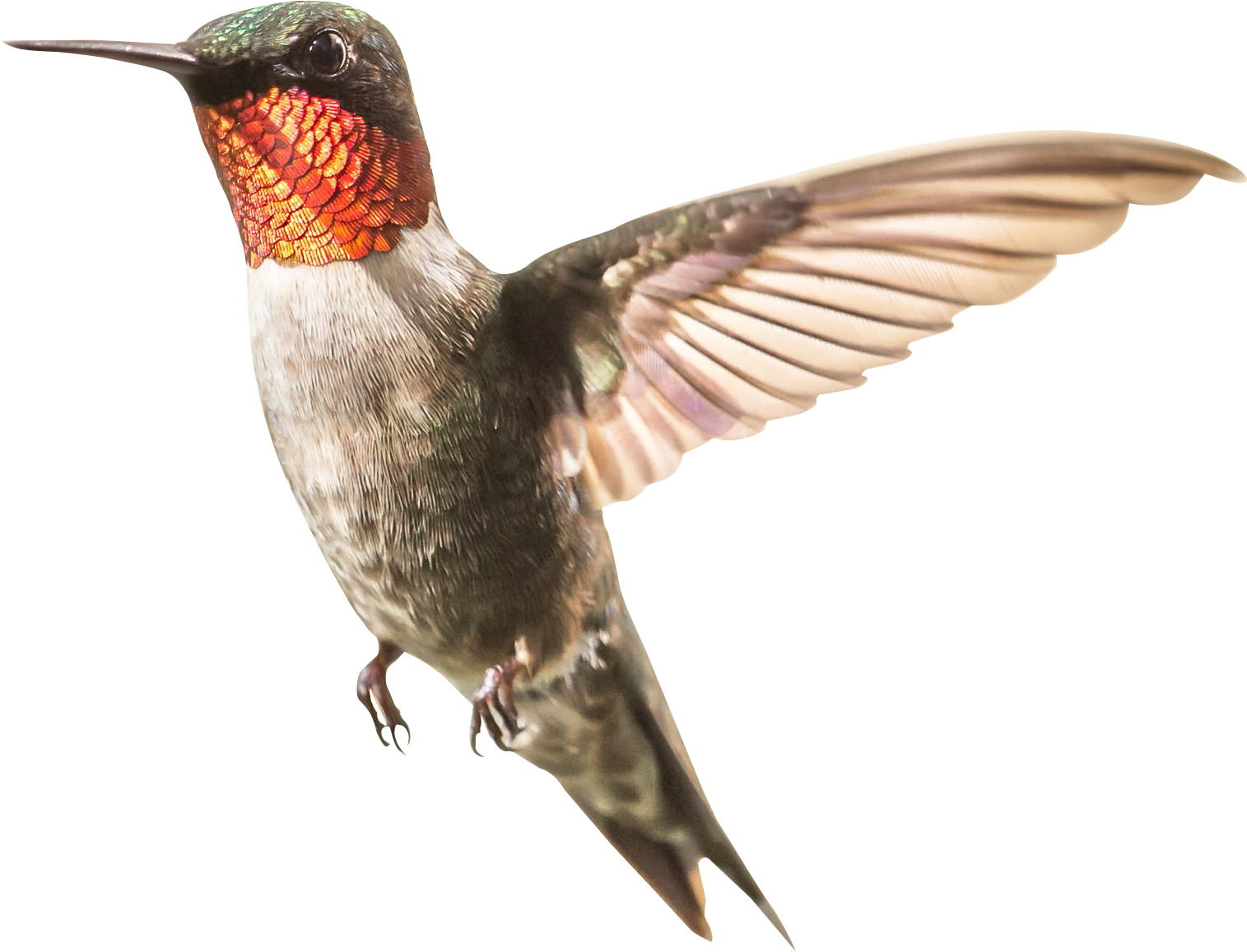 Png Transparent Free Images Only Photo X - Png Transparent Hummingbird Png (1630x1296), Png Download