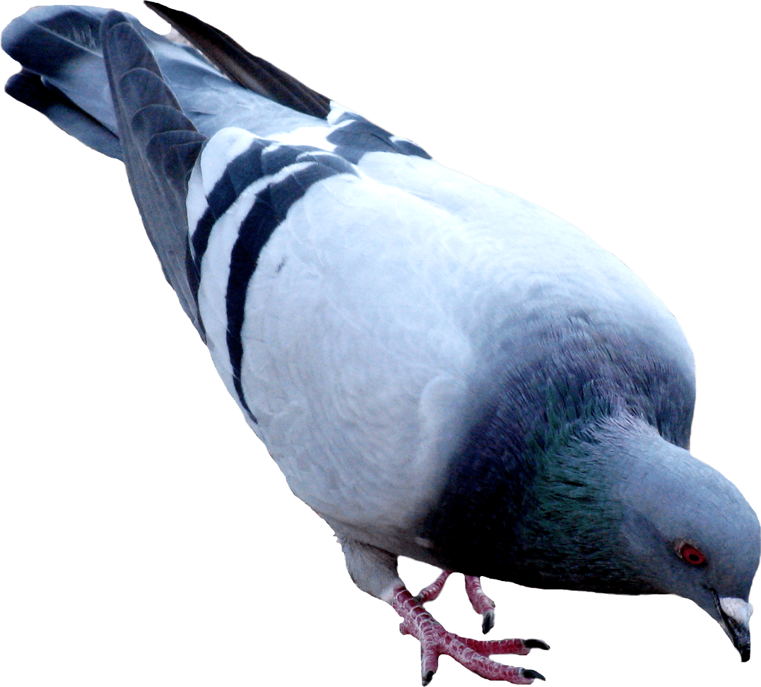 Pigeon Png (1077x972), Png Download