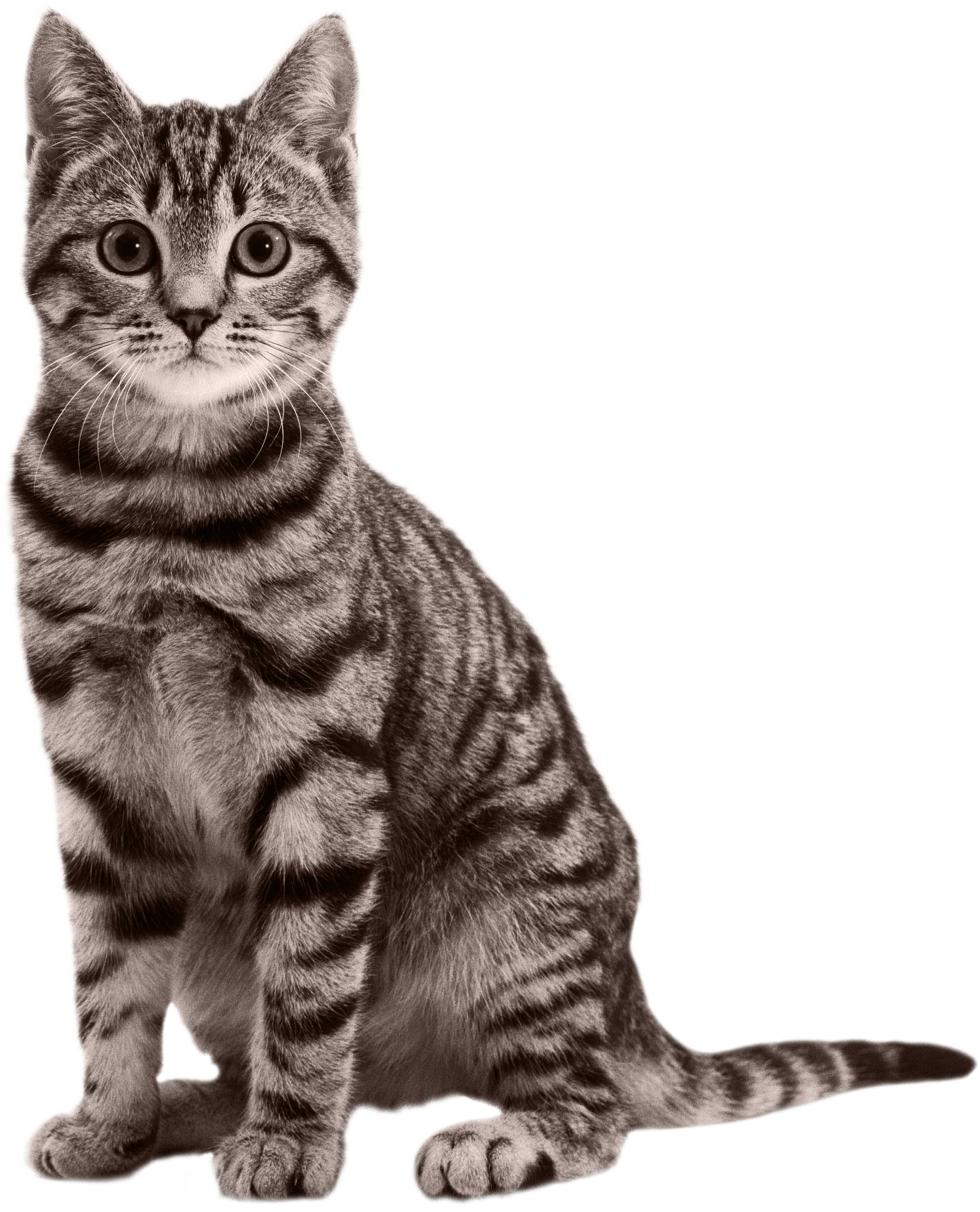Free Icons Png - Cat On Clear Background (2079x2571), Png Download