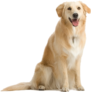 Dog Png - Sit Dog (351x342), Png Download