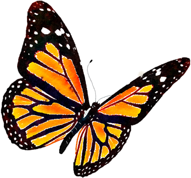 Graphic Royalty Free Library Clip Art Watercolor Transprent - Monarch Butterfly Png (640x640), Png Download