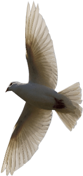 Flying Bird Png Image - Flying Bird Transparent Background (400x400), Png Download