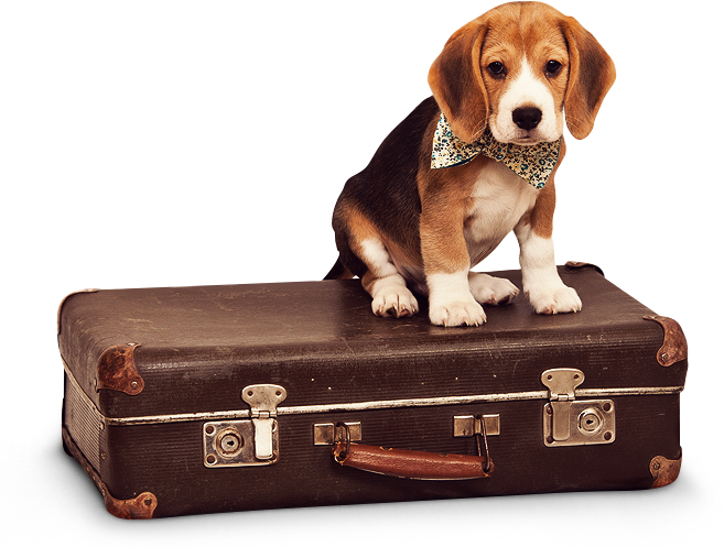 Slider-dog - Viaje Perro (657x497), Png Download