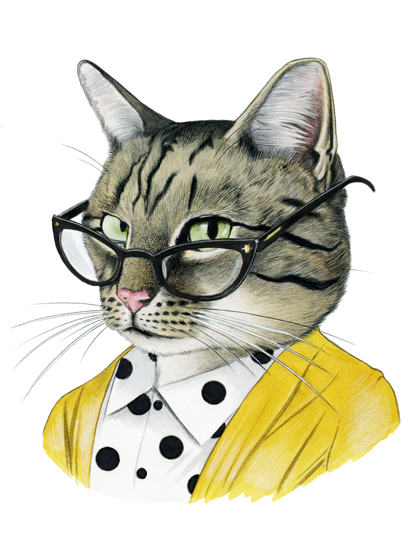 Tabby Cat - Pet Portraits With Clothes (2048x2048), Png Download