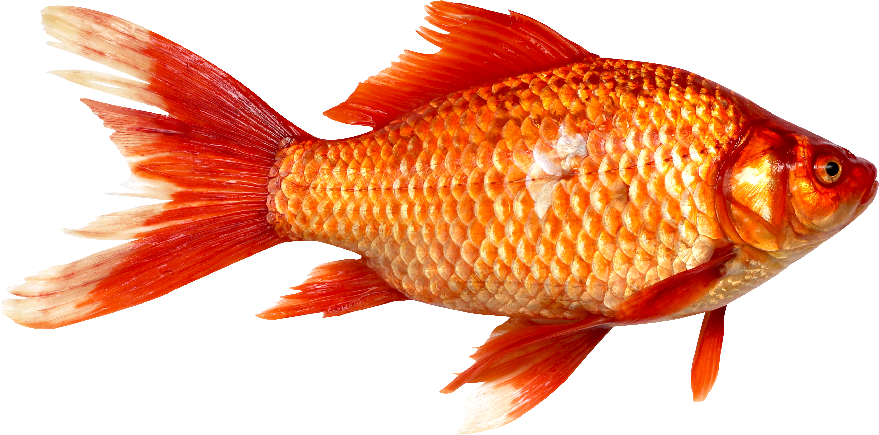 Orange Fish Png - Png Images Of Fish (3456x1744), Png Download