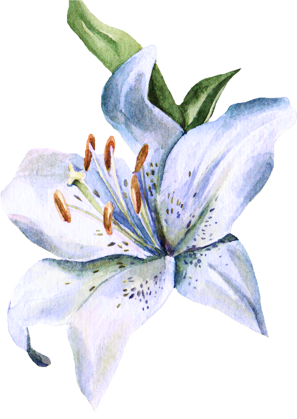 Clipart Stock Amaryllis Drawing Watercolor - Fleur De Lys Aquarelle (1027x1419), Png Download