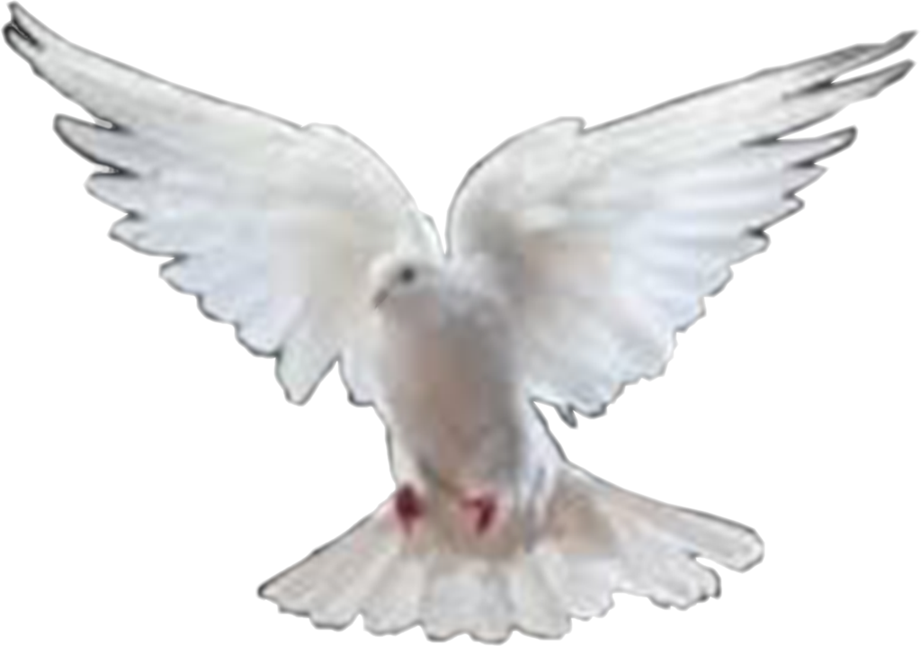 Dove Images - Dove Png (1024x718), Png Download