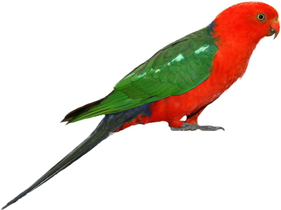 Birds Png Fils - Australian King Parrot Png (998x737), Png Download