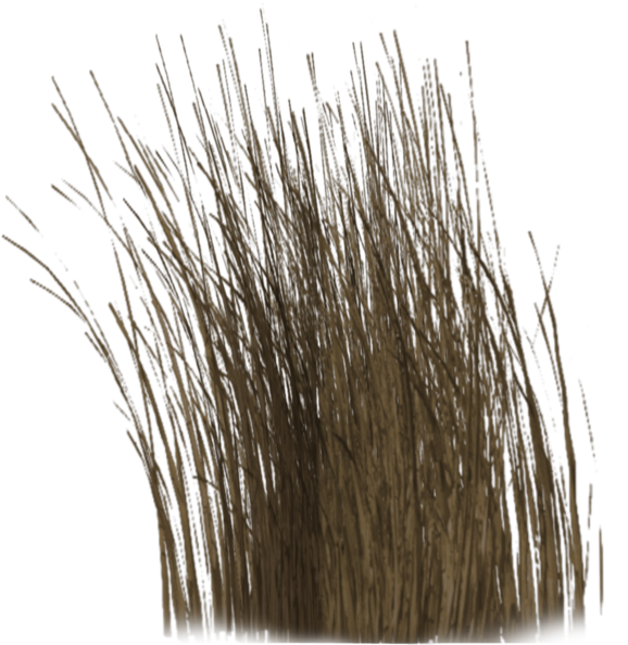 Dry Grass Clipart Dead - Dry Plants Png (1024x639), Png Download