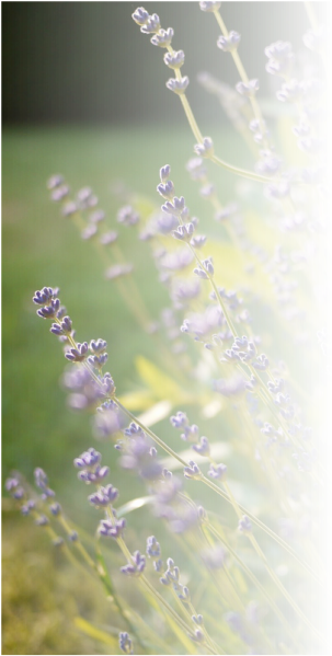 Herb (450x599), Png Download