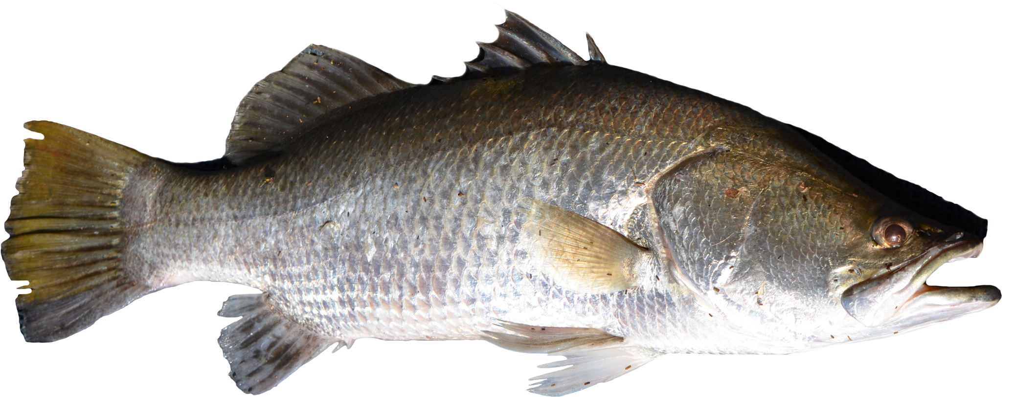 Share This Article - Fish Png (2150x1039), Png Download