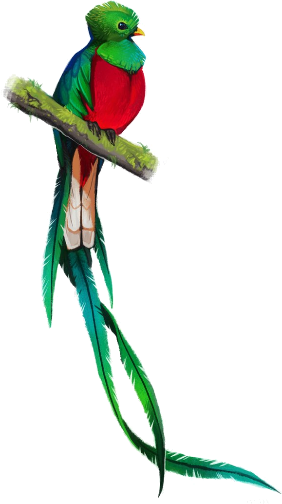 Quetzal Clipart Watercolor - Quetzal Simbolo Patrio Guatemala (592x1040), Png Download