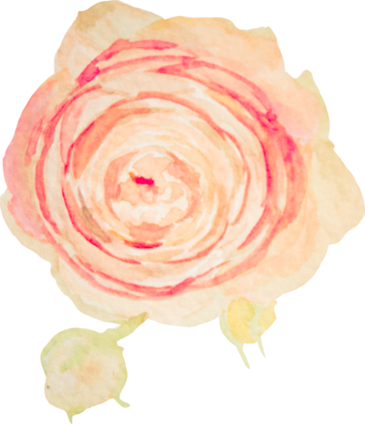 5 - Blush Pink Flower Watercolor Transparent (400x465), Png Download