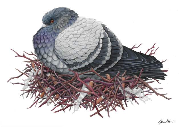 "rock Pigeon\ - Turkey (630x630), Png Download