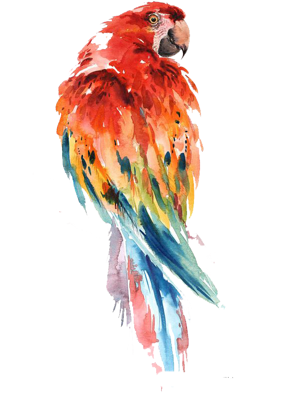 Parrot Watercolor Painting Bird Drawing Art - Parrot Watercolor (564x847), Png Download