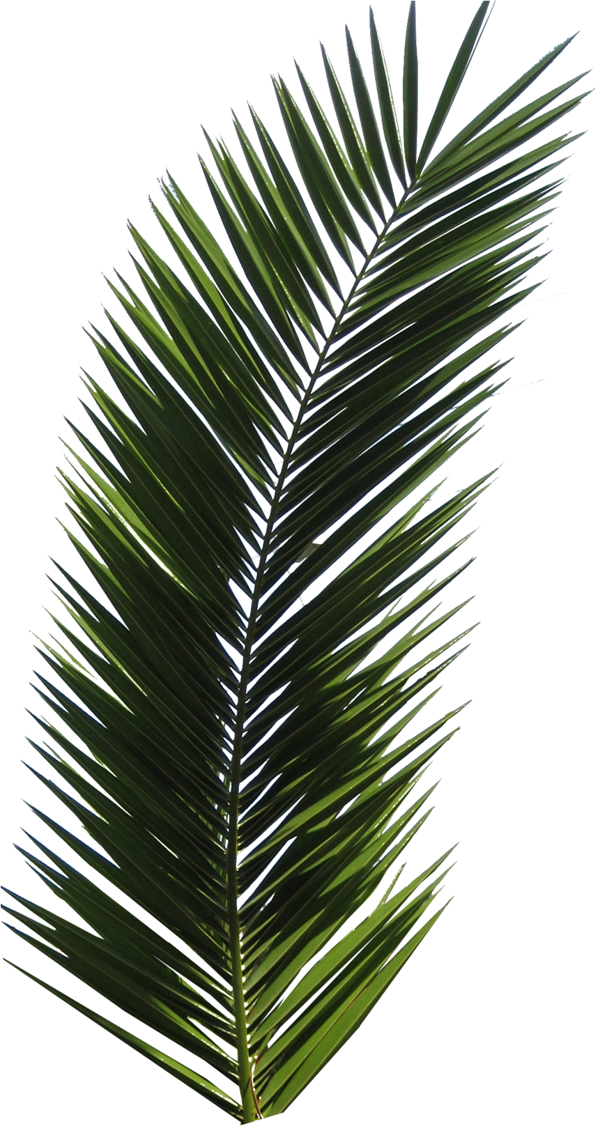 Palm Tree Leaf Transparent (900x1700), Png Download