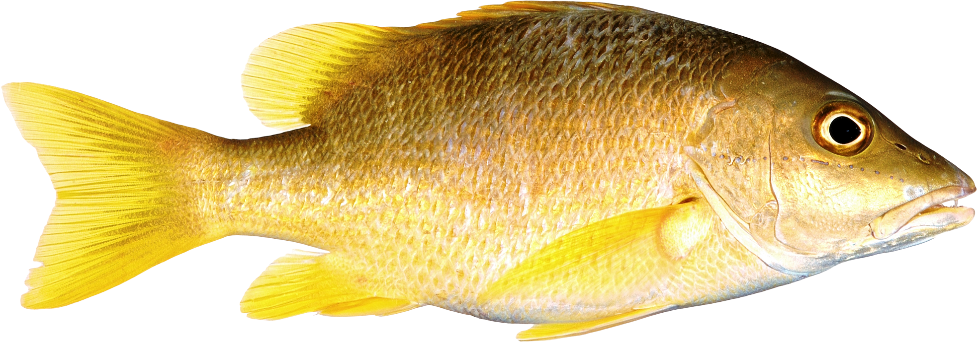 Free Png Fish Png Images Transparent - Transparent Fish Png (850x326), Png Download