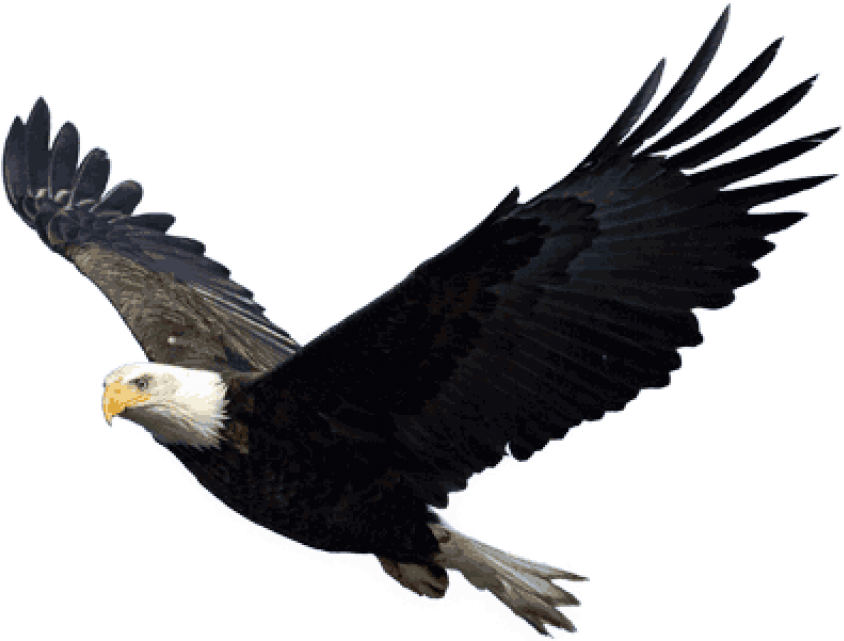 Flying Eagle - Eagles Png (399x302), Png Download