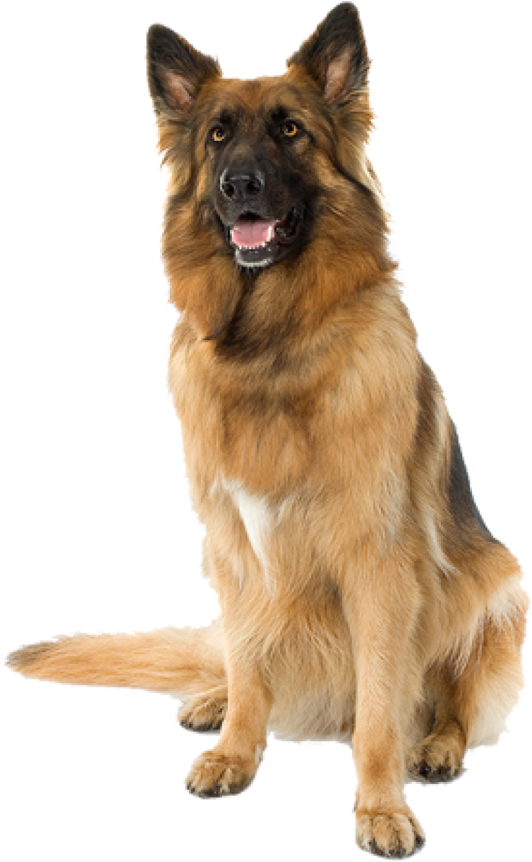 Large Sitting Dog Png Image - German Shepherd Dog Png (285x456), Png Download