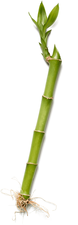 Images - Bamboo (1040x1040), Png Download