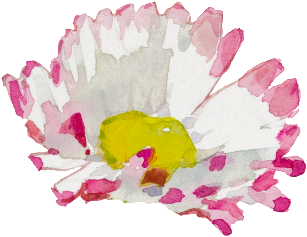 White Pink Hand Painted Chrysanthemum Watercolor Transparent - Watercolor Paint (1024x794), Png Download