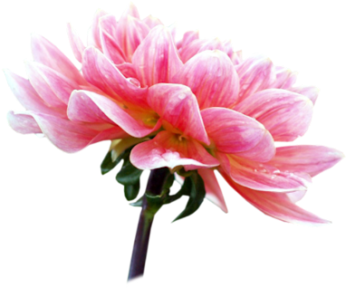 Pink White Flwr - Portable Network Graphics (451x400), Png Download