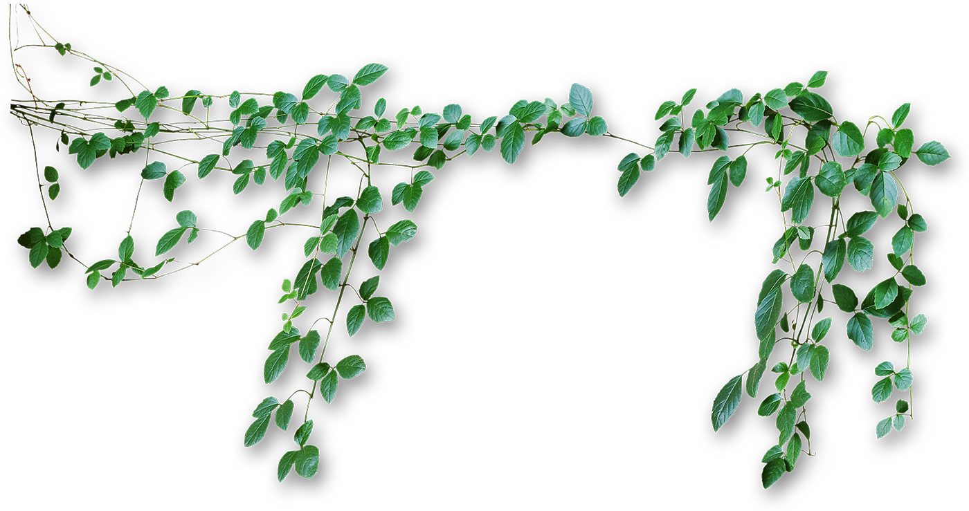 Vines Png (1400x739), Png Download