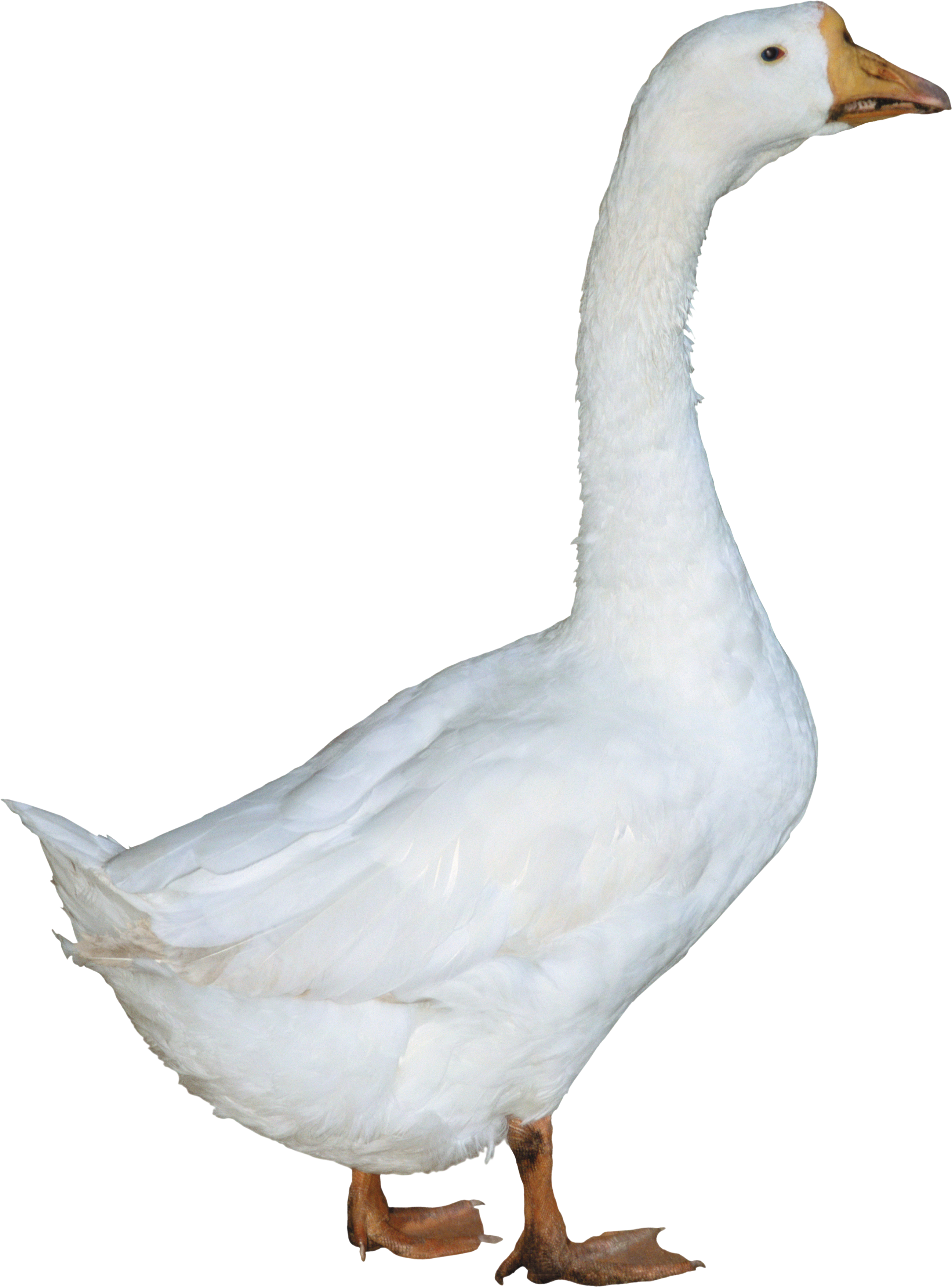 Free Png Duck Png Images Transparent - Duck Png (480x649), Png Download