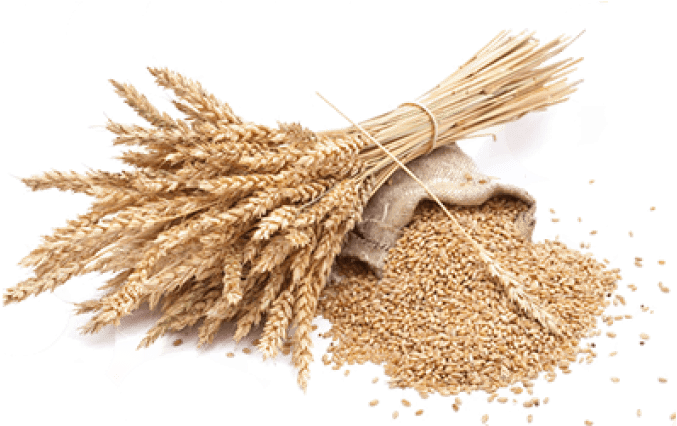 Free Png Wheat Png Images Transparent - Sheaf Of Wheat Png (850x425), Png Download