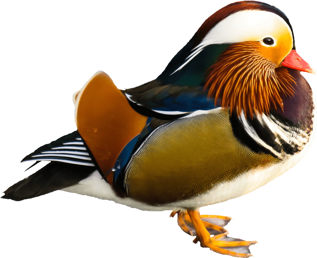 Bird Mandarin Duck Transparent Png - Mandarin Duck No Background (1280x1009), Png Download