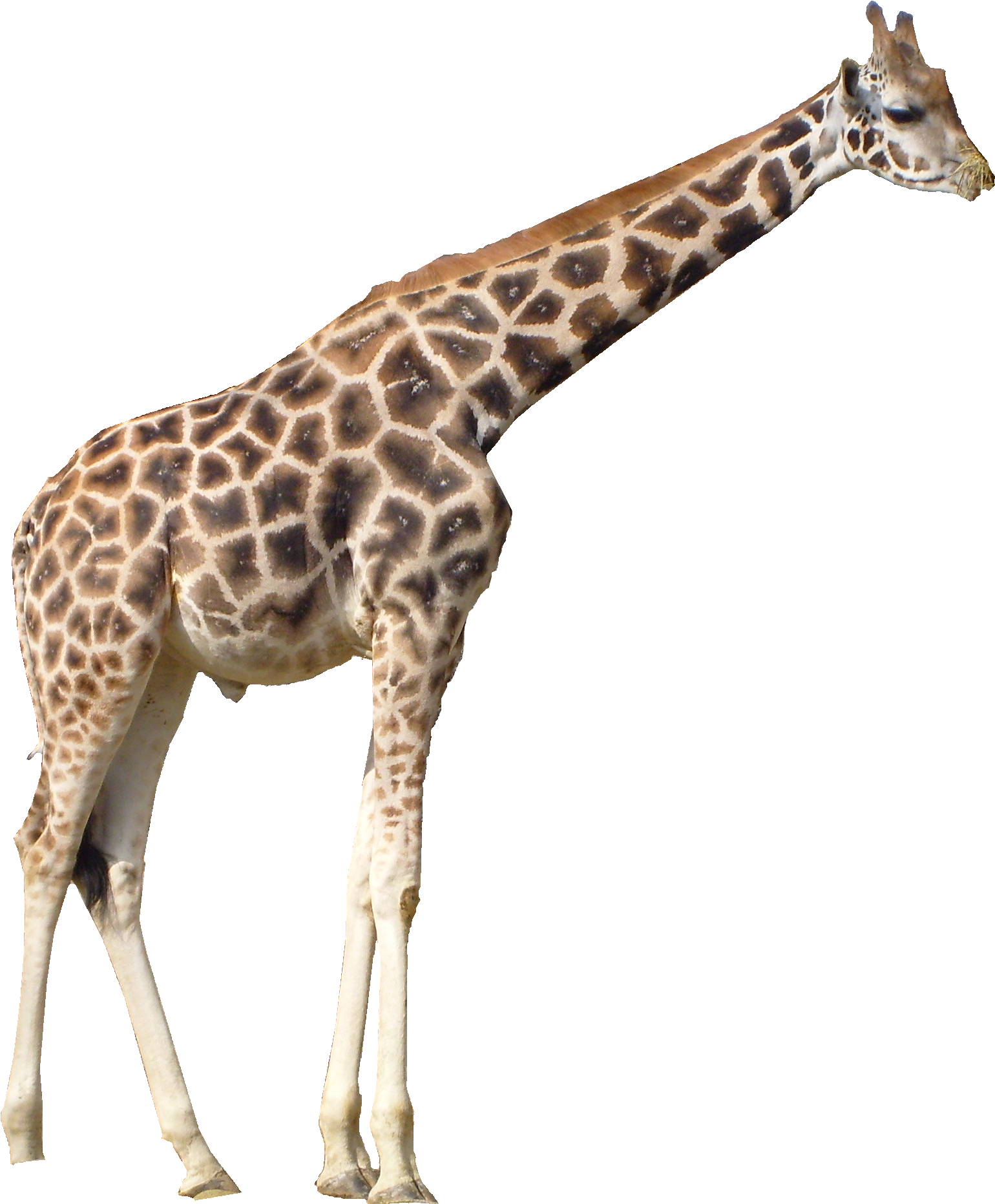 Giraffe Png Full Size Png Download Seekpng