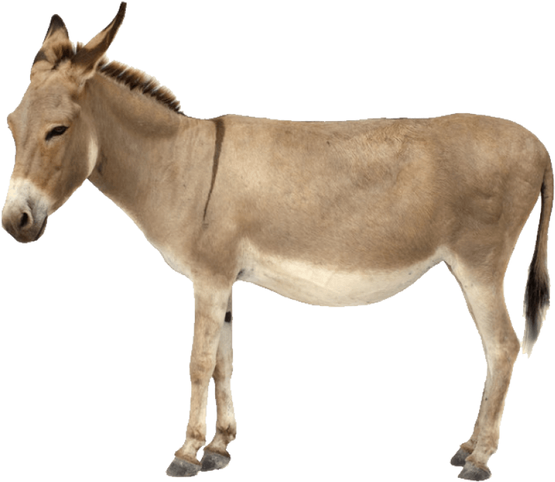 Free Png Donkey Png Images Transparent - Donkey Png (851x737), Png Download