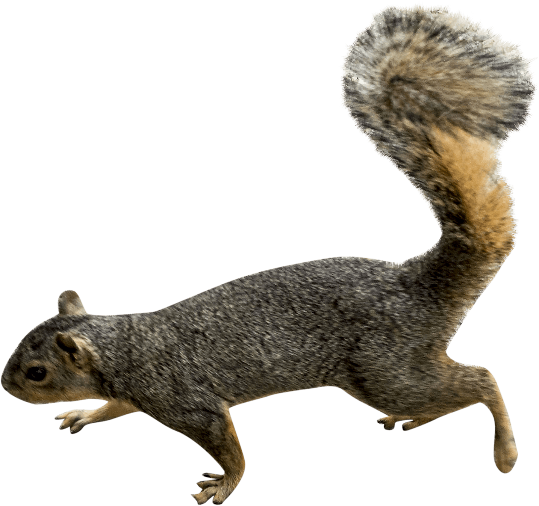 Animals - Squirrels - Squirrel Png (1800x1800), Png Download