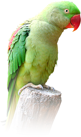 Image Black And White Download Alexandrine Parakeet - Ring Necked Parakeet Png (276x467), Png Download
