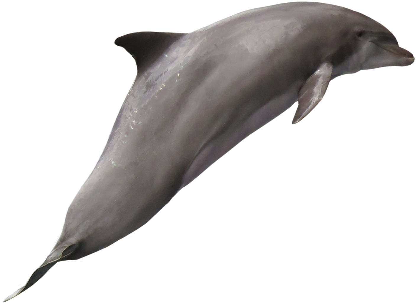 Dolphin Png (1483x1126), Png Download