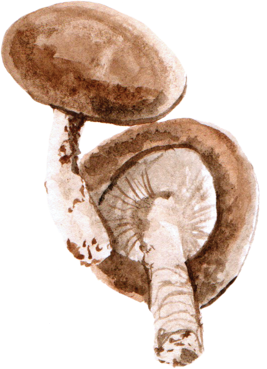 File - 香菇mushroom - Watercolor Mushroom Png (533x736), Png Download