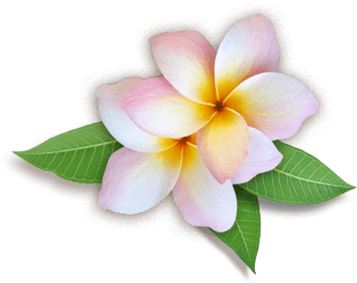 Plumeria Flower Png - Flower Png Images Hd (458x360), Png Download