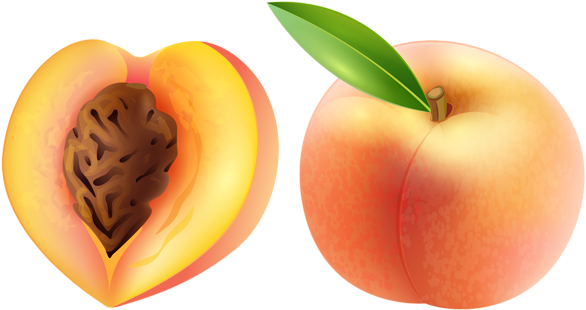 Peach Clip Art One Peach Outline Clip Art Georgia Clipart - Peach Clipart (600x324), Png Download