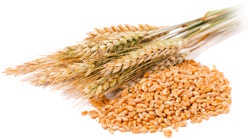 Wheat Png High-quality Image - Png Of Wheat (527x318), Png Download