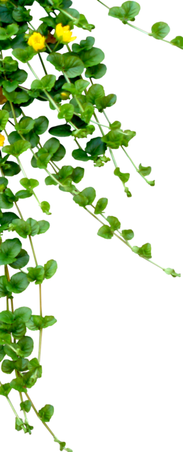 Sapnon Ki Home Delivery (258x638), Png Download