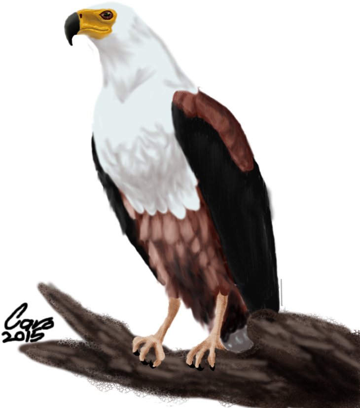28 Collection Of African Fish Eagle Drawing African Fish Eagle