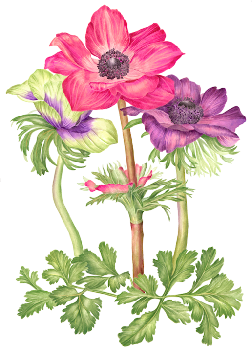 Image Du Blog Zezete2 - Botanical Illustration (600x792), Png Download