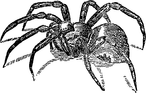 28 Collection Of Spider Drawing Png - Vintage Halloween Clip Art Png (593x465), Png Download