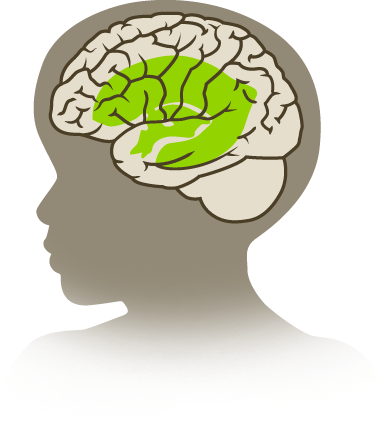 Child Brains - Brain (384x423), Png Download