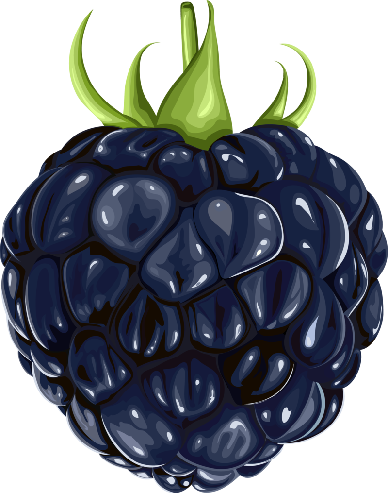 Pin By Наталья Тарасова On Наброски - Black Raspberry Clip Art (800x1015), Png Download