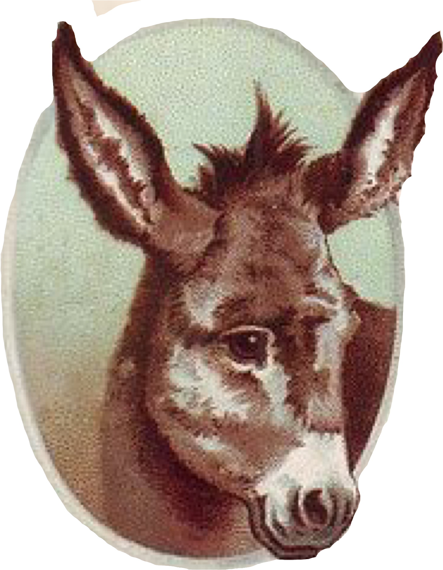 Donkey - Vintage Donkey Poster (1804x2048), Png Download
