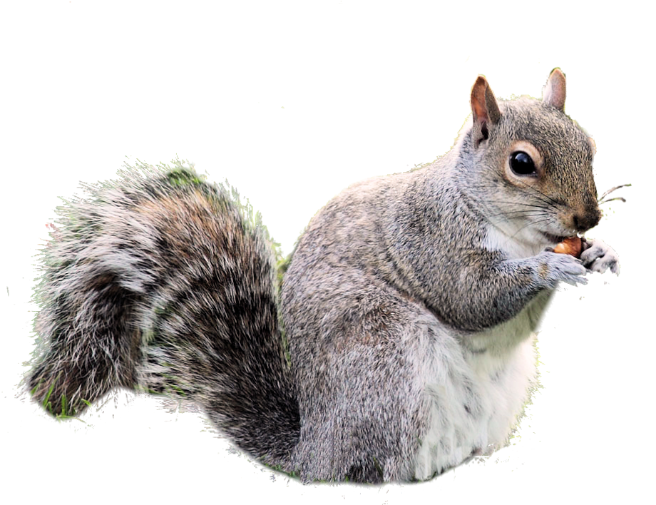 Free Download Squirrel Png Images - Squirrel Transparent (938x751), Png Download