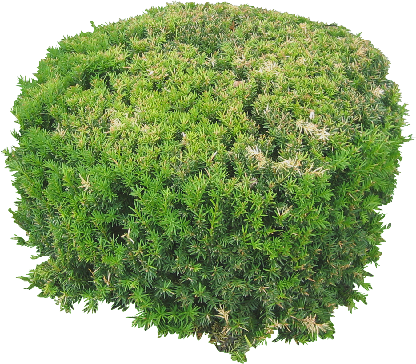 10 Free Plants & Flowers Png Images- At Dzzyn - Small Plant Png (1351x1351), Png Download